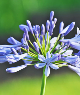 Agapanthus Pacific Blue