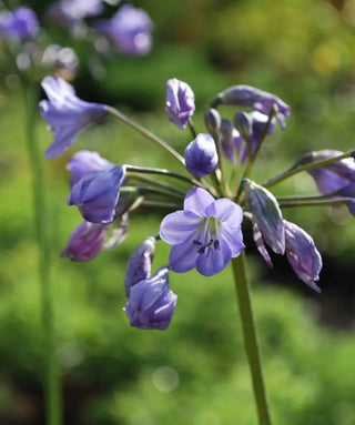 Agapanthus Patens
