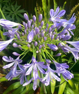 Agapanthus Peter Pan