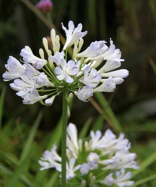 Agapanthus Phantom