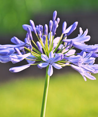 Agapanthus PinchBeck