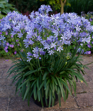 Agapanthus Pinocchio
