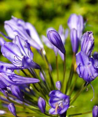Agapanthus Plas Meridien Blue