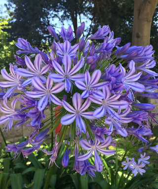 Agapanthus Praecox