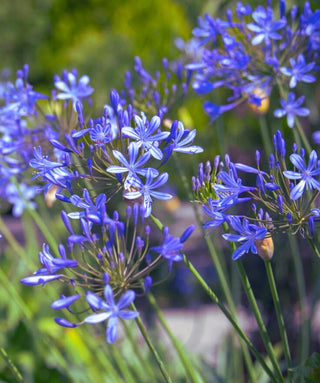 Agapanthus Praecox Sub Minimus