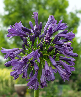 Agapanthus Purple Delight
