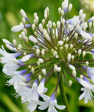 Agapanthus Queen Mum