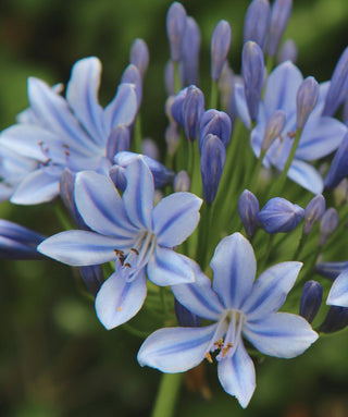 Agapanthus Queen of the Ocean