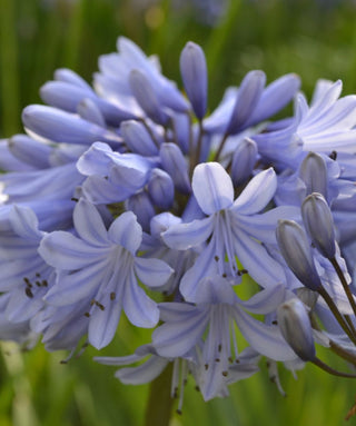 Agapanthus Rotterdam