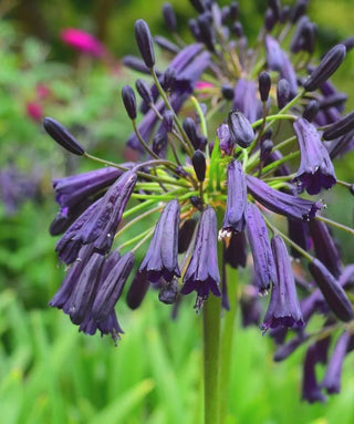 Agapanthus Royal Knight