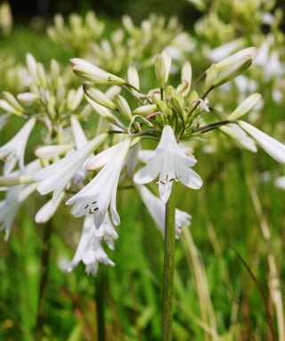 Agapanthus Sea Coral