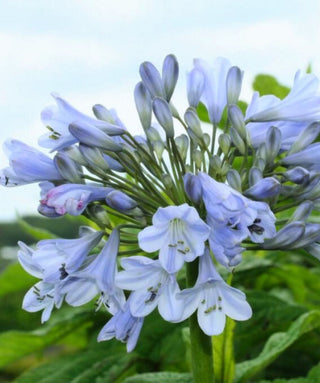 Agapanthus Silberpfeil