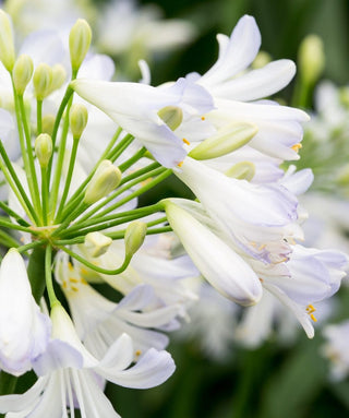 Agapanthus Silver Baby