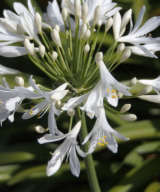 Agapanthus Silver Suzy