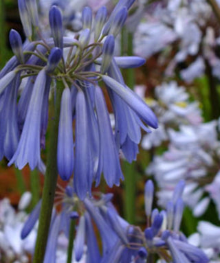 Agapanthus Sky