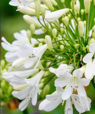 Agapanthus Snowball