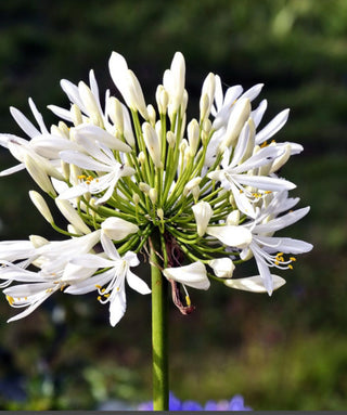 Agapanthus Sri Lanka