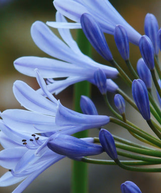 Agapanthus Sunfield