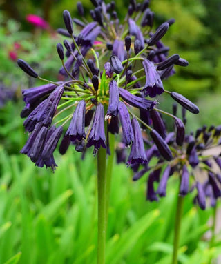 Agapanthus Tall Boy