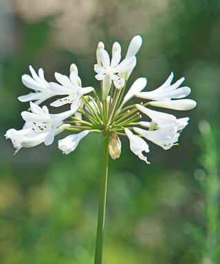 Agapanthus Thumbellina