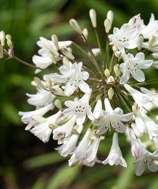 Agapanthus Titch