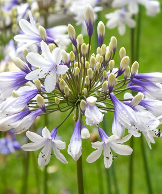 Agapanthus Twister