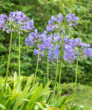 Agapanthus Wedgewood Blue