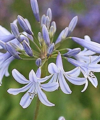 Agapanthus Wembworty
