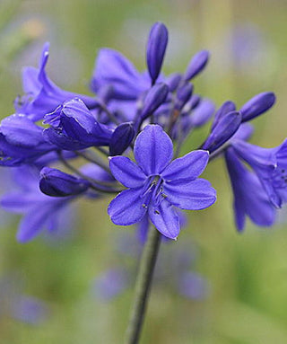 Agapanthus Whindlebroke