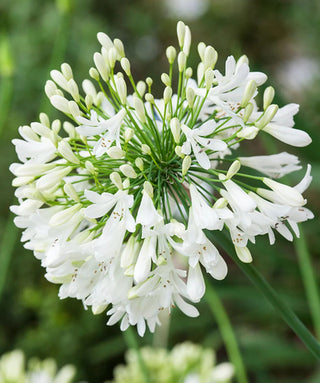 Agapanthus White Heaven
