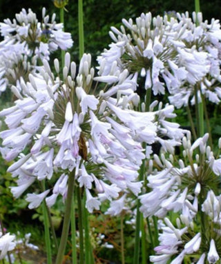 Agapanthus Windsor Grey