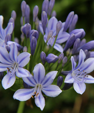 Agapanthus Wolga