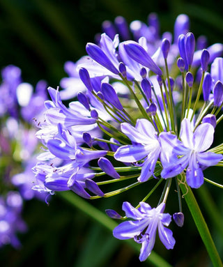 Agapanthus Wolkberg