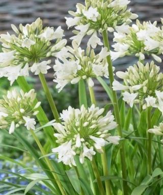 Agapanthus Polar Ice