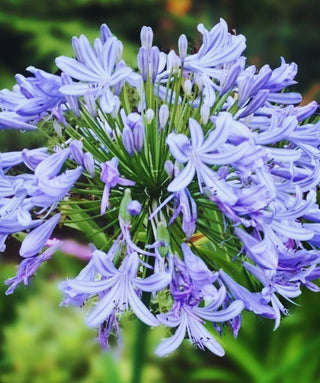 Agapanthus Apple Court