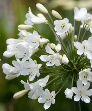 Agapanthus Artic Star