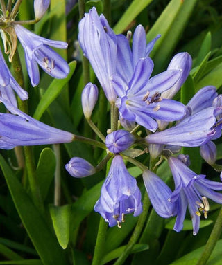 Agapanthus Baby Pete