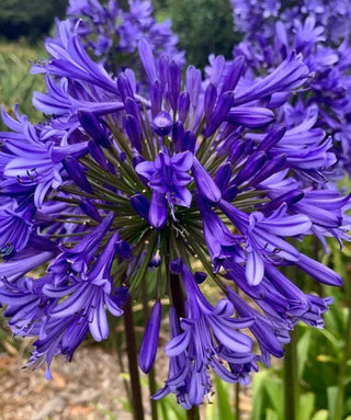 Agapanthus Black Buddhist