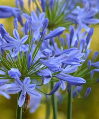 Agapanthus Blue Flash