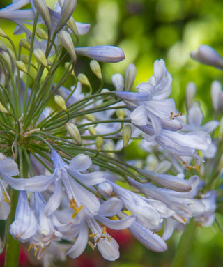 Agapanthus Blue Ice