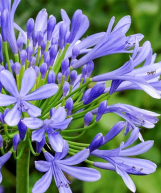 Agapanthus Blue Jay