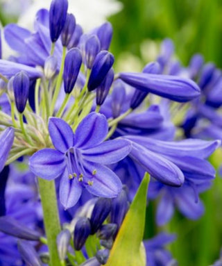 Agapanthus Blue Love