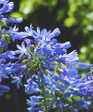Agapanthus Blu a foglia caduca