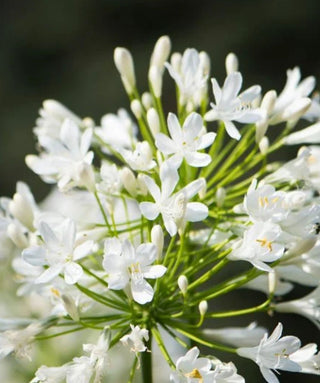 Agapanthus Bridal Bouquet
