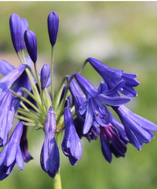 Agapanthus Flower of Love