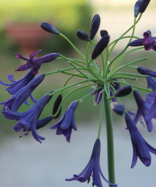 Agapanthus Indigo Dreams