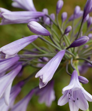 Agapanthus Lilac Flash