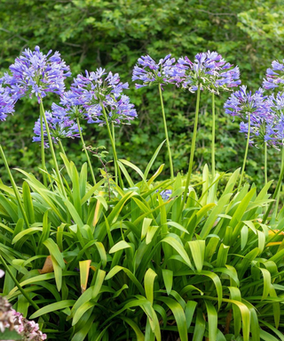 Agapanthus Oslo