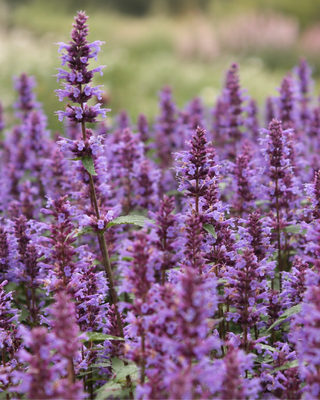 AGASTACHE "PURPLE HAZE"