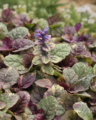 AJUGA REPTANS "BURGUNDY GLOW"